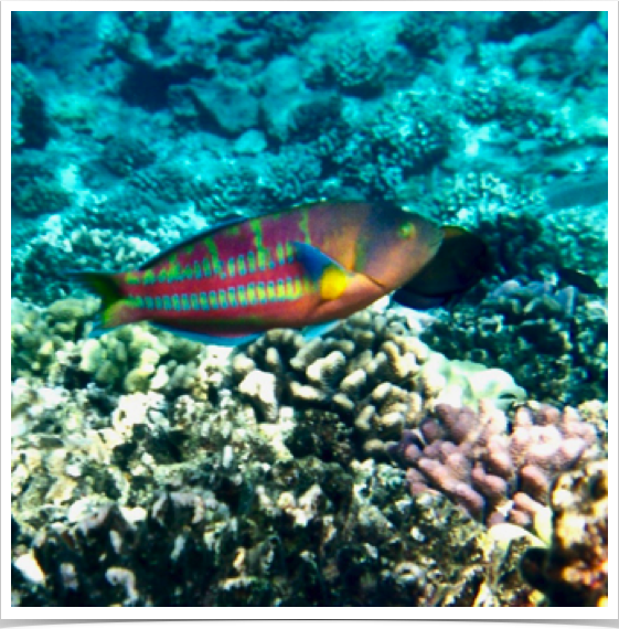Christmas Wrasse (Thallasoma trilobatum). Reefs suffer from illegal fishing methods, pollution, sewage, and mining of corals. 